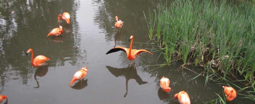 Flamingo3