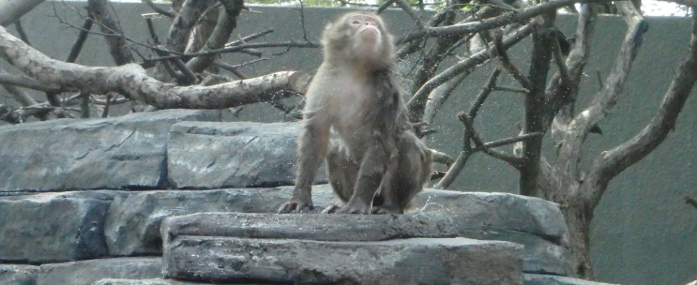 Macaque1