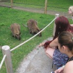 Wallaby_people1