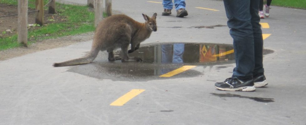 Wallaby_people2