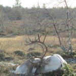 2011_Sleeping reindeer