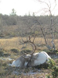 2011_Sleeping reindeer