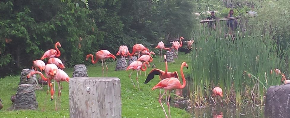 Flamingo5