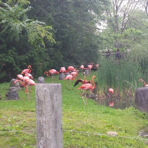 Flamingo5