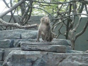 Macaque1