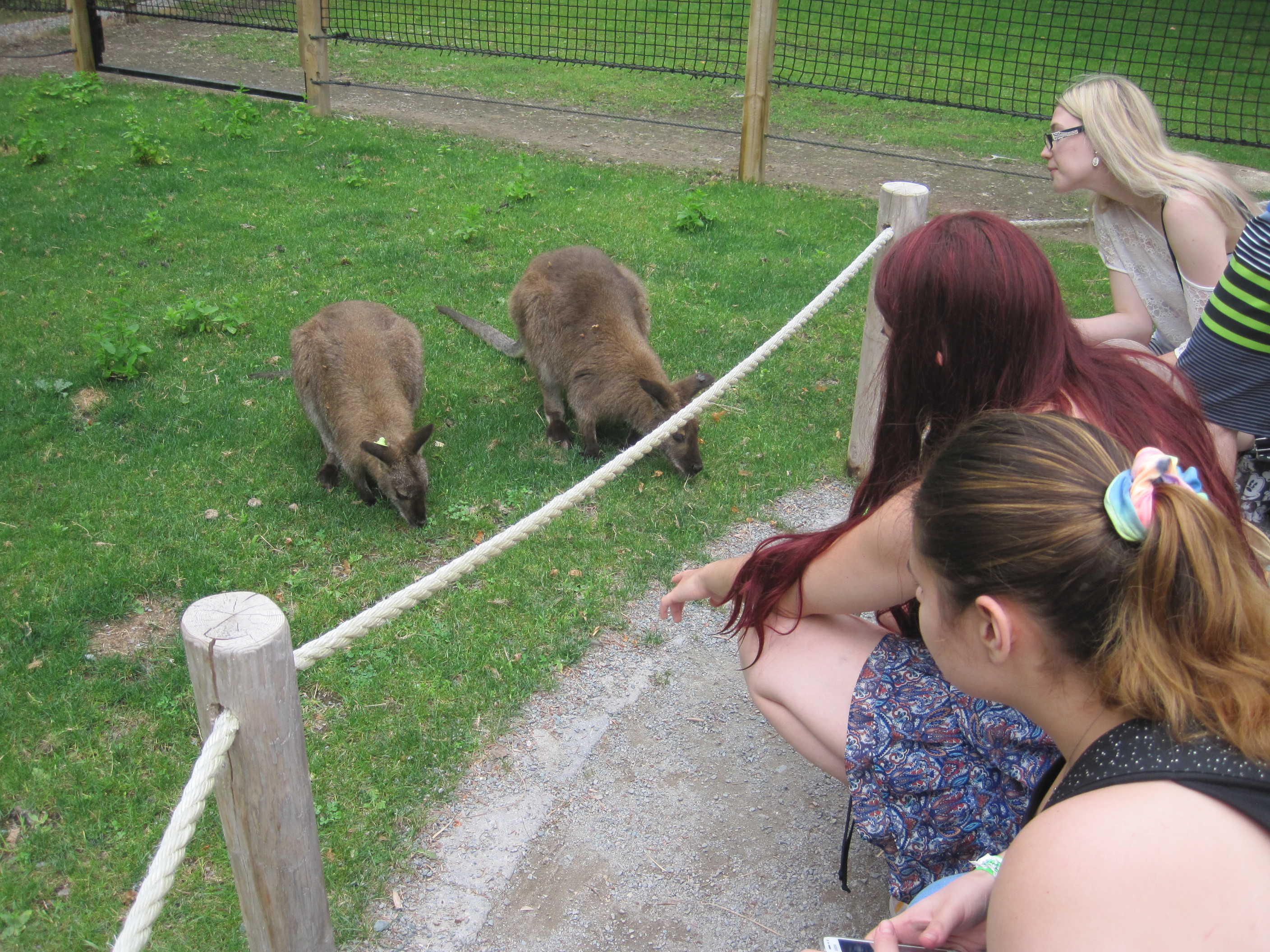 Wallaby_people1