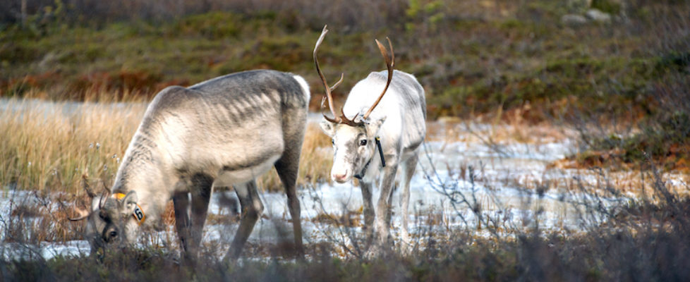 two reindeer_2015_MG_2039-2
